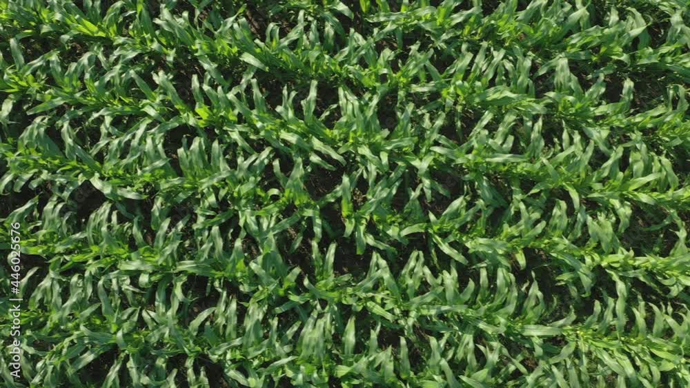 Young green maize sprouts, shoots, swaying in wind in Morning Sunrise, on cornfield. corn planted in rows. Corn growing. Agriculture. eco farm, agricultural enterprise Young green maize sprouts, shoots, swaying in wind in Morning Sunrise, on cornfield. corn planted in rows. Corn growing. Agriculture. eco farm, agricultural enterprise