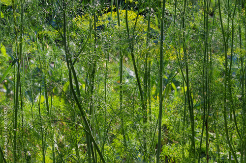 Background of the stems of dill on a field