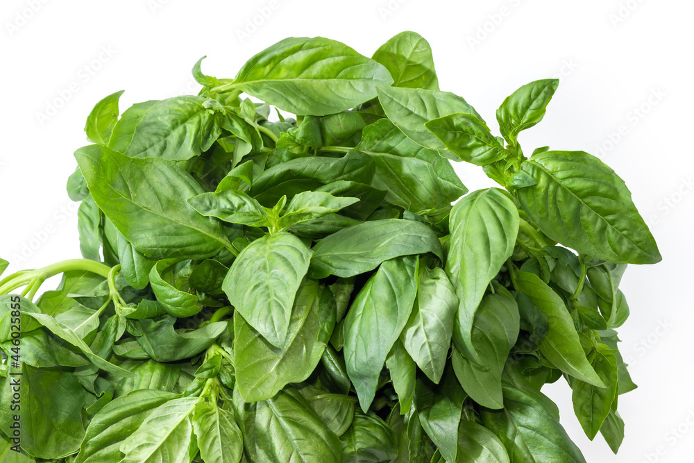 Top part of the bunch of the fresh green basil Top part of the bunch of the fresh green basil