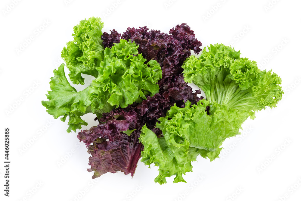 Fototapeta premium Lettuce leaves of red and green varieties on white background