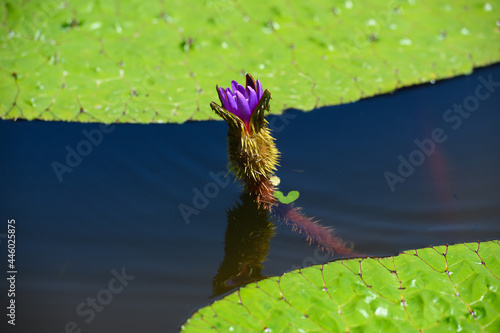 日本で絶滅危惧II類のオニバスの花 photo