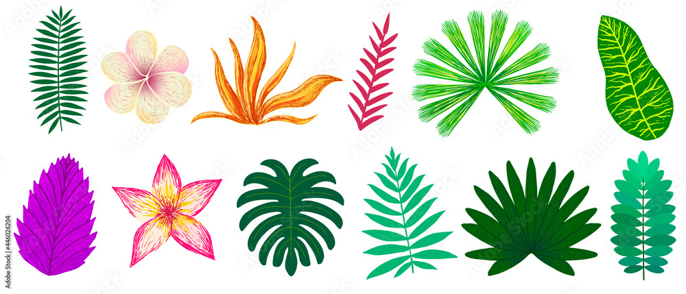 set of tropical plants and flowers on white background set of tropical plants and flowers on white background