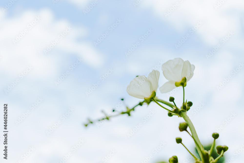 white flower with clouds and sky background white flower with clouds and sky background