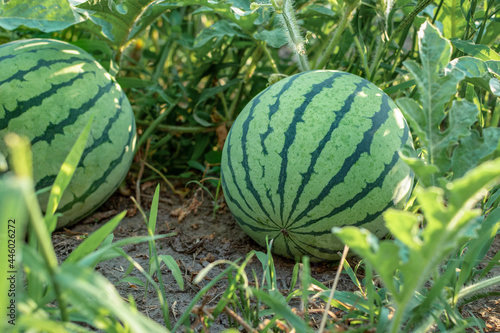 striped watermelon growing on a field close-up