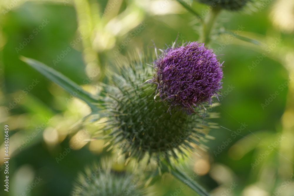 Distel in Nahaufnahme, KRatzdistel Distel in Nahaufnahme, KRatzdistel