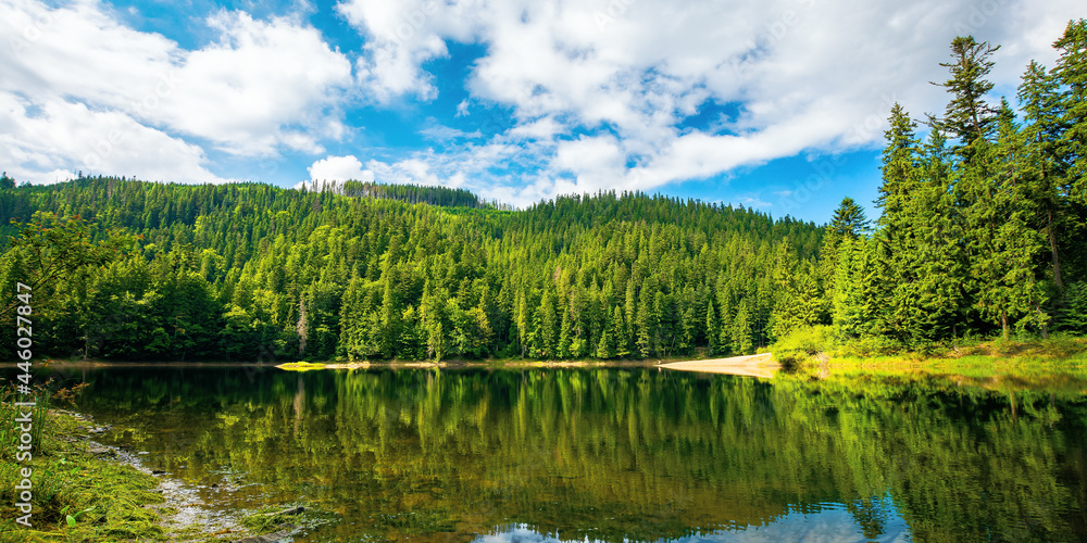 Fototapeta premium lake among spruce forest. trees reflecting on the water surface. wonderful summer scenery on a bright sunny day with fluffy clouds on the sky
