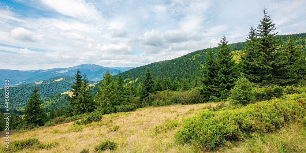 mountainous summer landscape with view in to the valley. trees on the hill beneath a cloudy afternoon sky