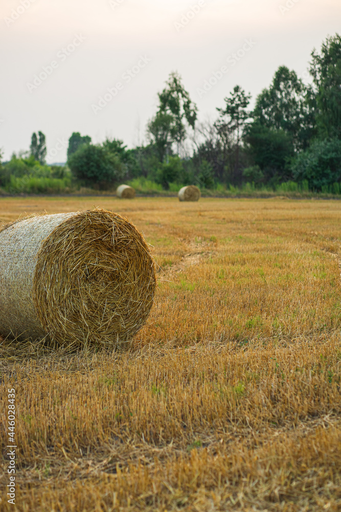 hay bales in the field