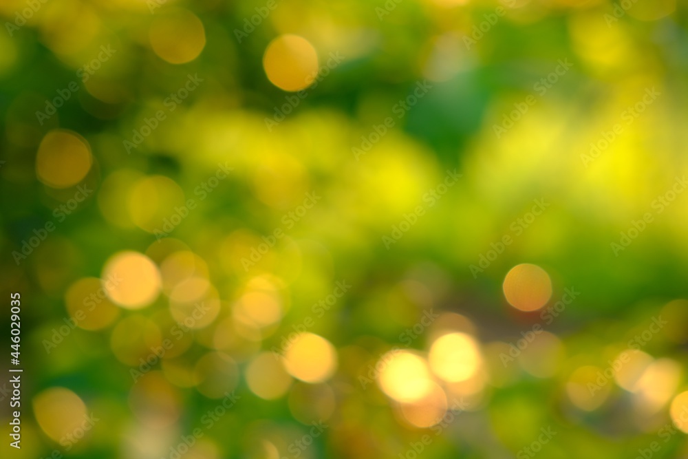 Fototapeta premium Nature abstract green and yellow gold bokeh blurred background,Sunlight shining to the leaves under the tree.Beautiful nature bokeh background of blurry sunset landscape and defocused round particles