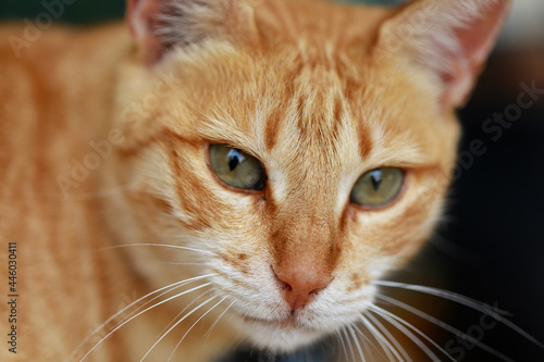 Close up portrait of a lonely ginger cat
