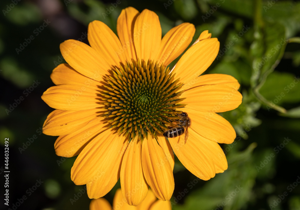 Obraz premium Flowers of Echinacea - an herb stimulating the immune system