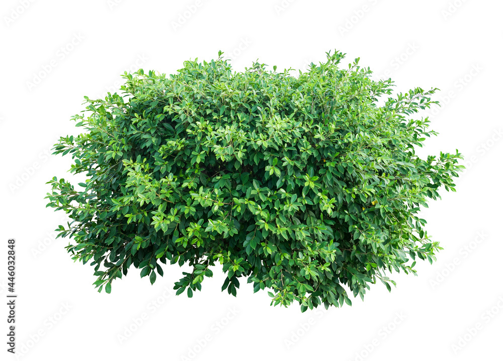 Tropical plant flower bush tree isolated on white background with clipping path Tropical plant flower bush tree isolated on white background with clipping path