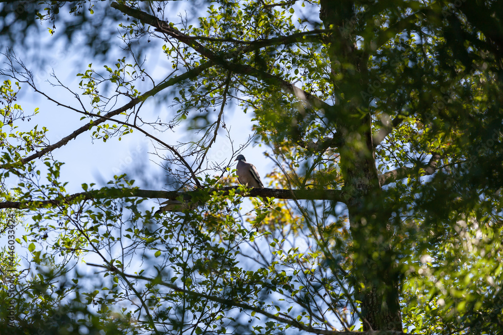 A beautiful plump woodpigeon, columba palumbus, sat on a branch in its natural environment in spring A beautiful plump woodpigeon, columba palumbus, sat on a branch in its natural environment in spring