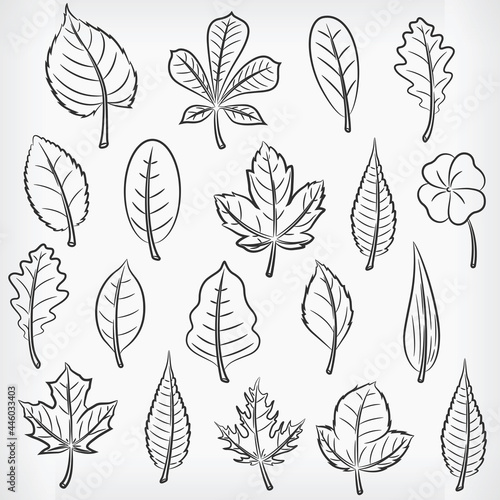 Doodle Tropical Plant Leaves Hand Drawing Sketch Vector Drawing