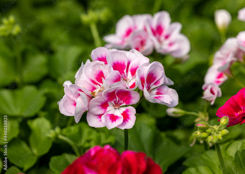 Pelargonium flowers commonly known as geraniums, pelargoniums or storksbills and fresh green leaves in a pot in a garden