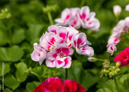 Pelargonium flowers commonly known as geraniums, pelargoniums or storksbills and fresh green leaves in a pot in a garden