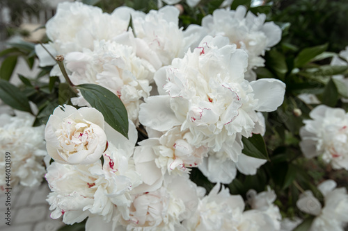 Close-up of a blooming white peony bush.