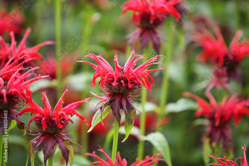 Scarlet beebalm, commonly known as bergamot or squaw, in flower photo