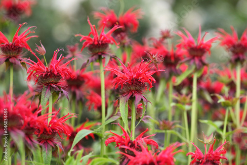 Scarlet beebalm, commonly known as bergamot or squaw, in flower photo
