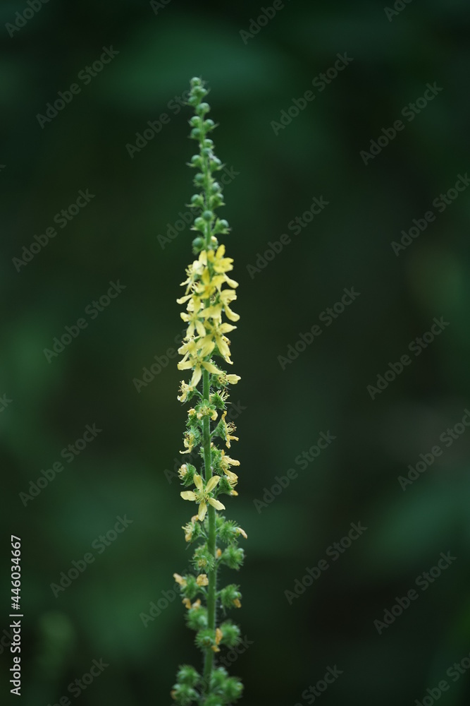 Königskerze in Blüte zur späten Jahreszeit im Sommer (Verbascum thapsus)