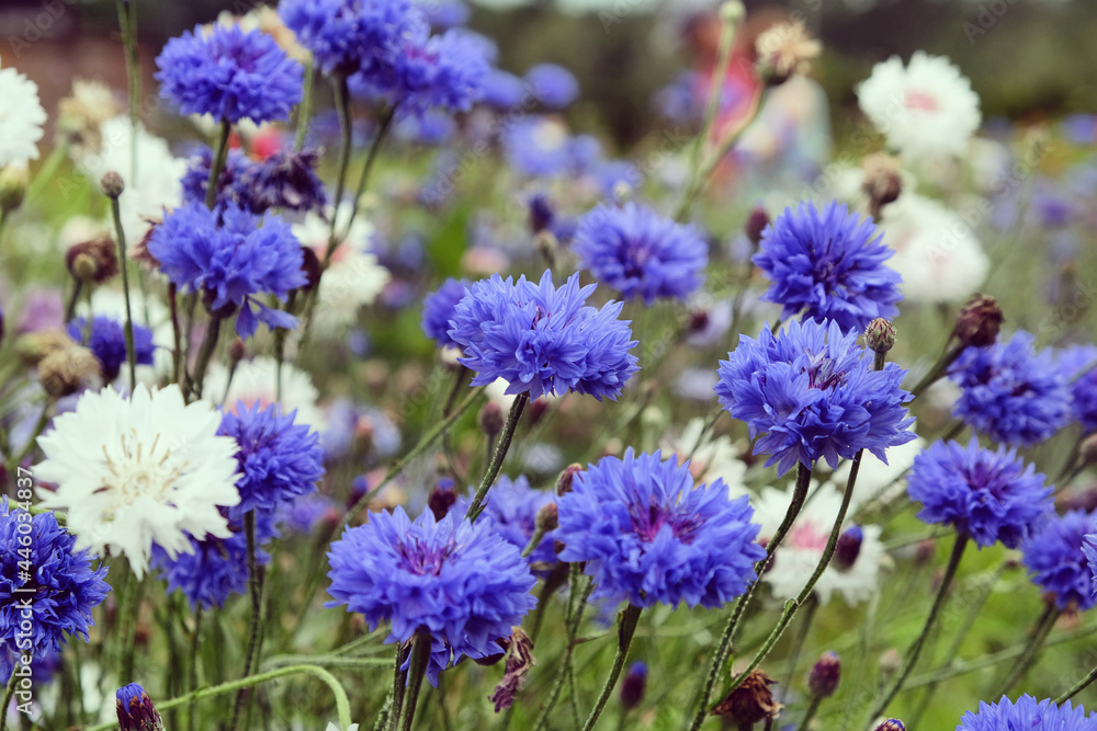 Blue cornflower 'Bachelor's button' in flower Blue cornflower 'Bachelor's button' in flower