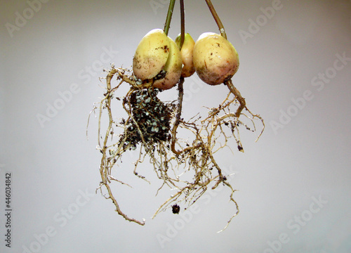 close-up avocado roots white background