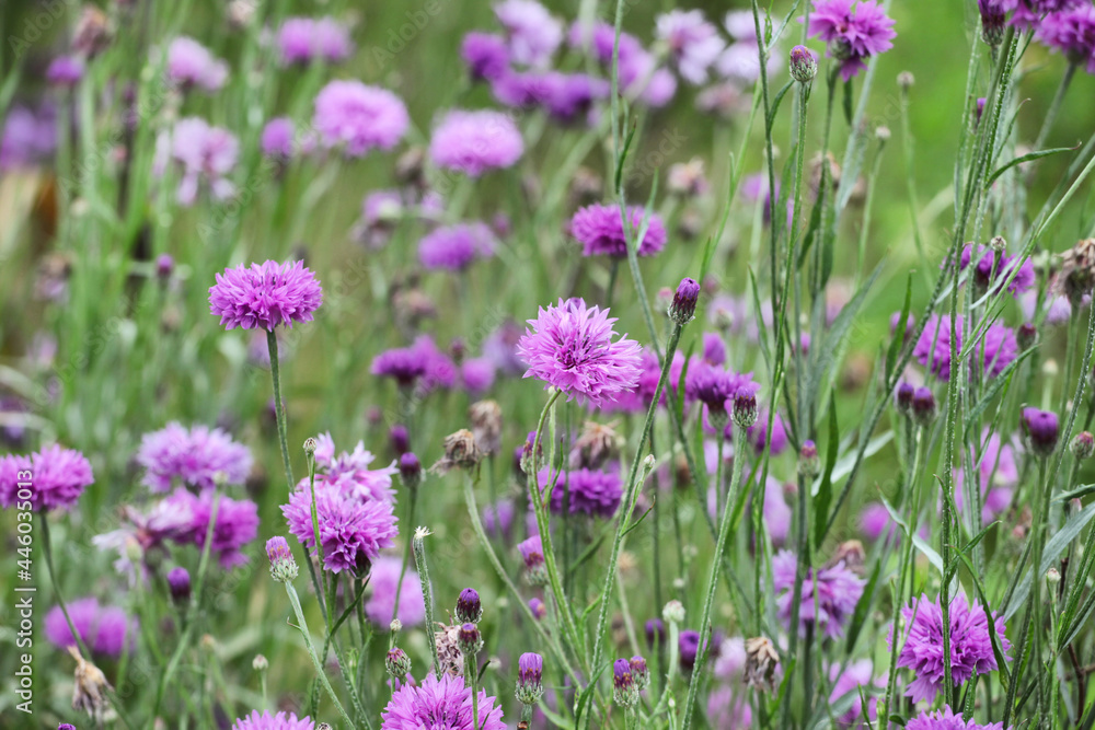 Purple wild cornflower 'Bachelor's button' in flower