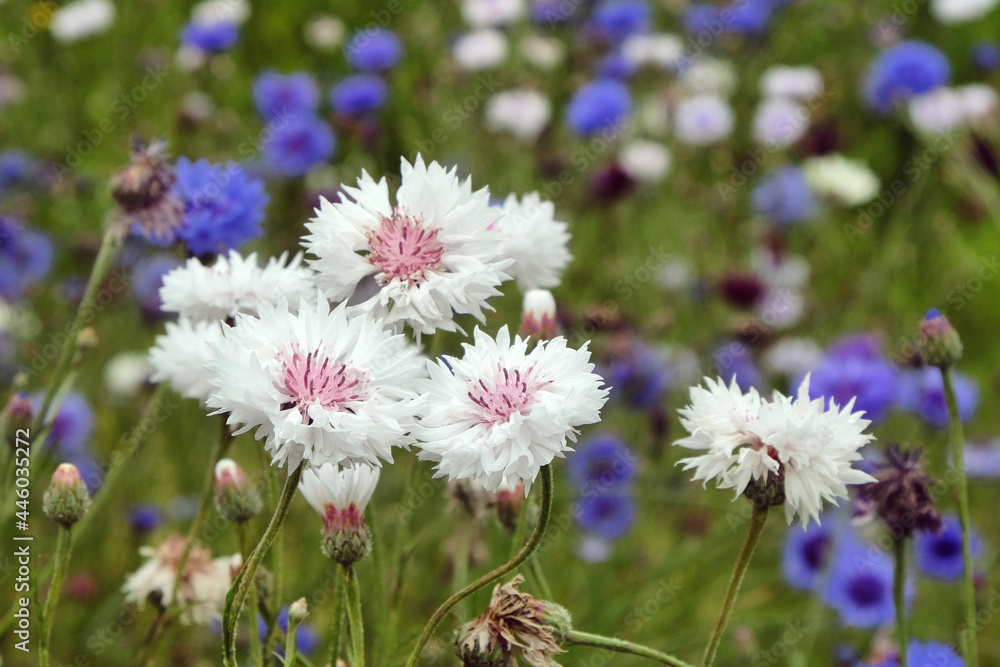 White and pink cornflower 'Bachelor's button' in flower White and pink cornflower 'Bachelor's button' in flower