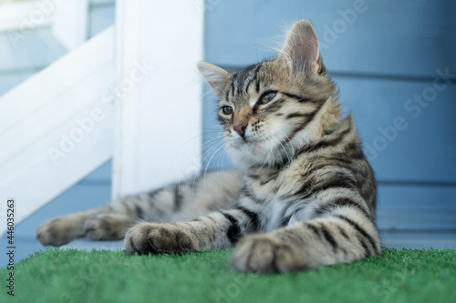 Fototapeta Naklejka Na Ścianę i Meble -  a young cat lies on the porch of the house