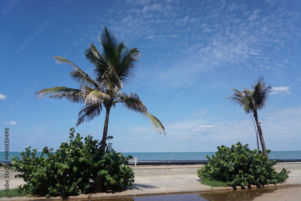 palm trees on the pondy beach