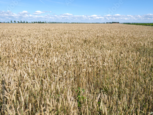 Grain field, Flevoland province, The Netherlands photo