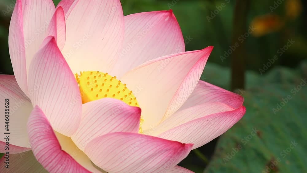 Pink lotus in pond , outdoor Chiangmai Thailand Pink lotus in pond , outdoor Chiangmai Thailand