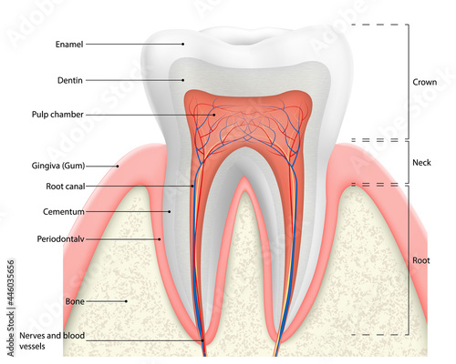 Human tooth structure vector diagram. The anatomy of the tooth. Cross section scheme representing tooth layers enamel, dentine, pulp with blood vessels and nerves, cementum and structures around it. D