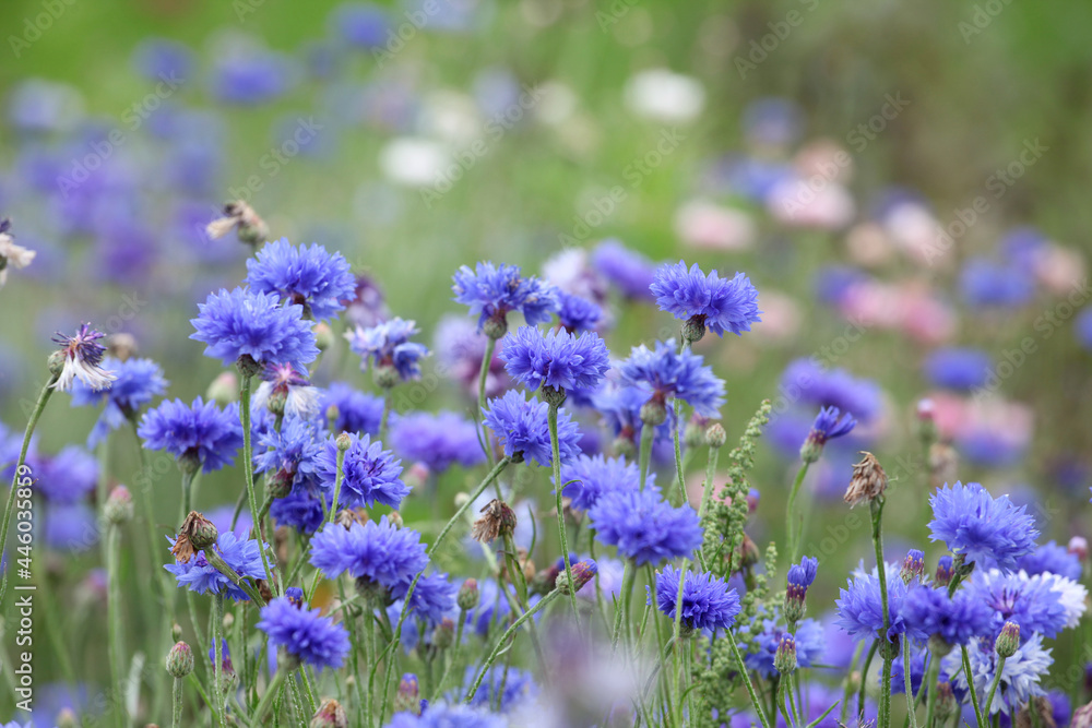 Blue cornflower 'Bachelor's button' in flower Blue cornflower 'Bachelor's button' in flower