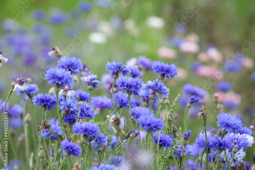 Blue cornflower 'Bachelor's button' in flower