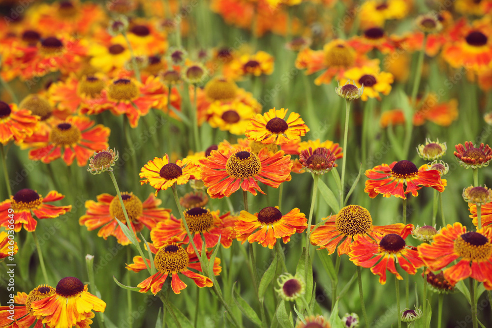 Helenium sneezeweed 'waltraut' in flower