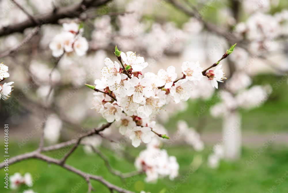 Apricot tree blossoms Apricot tree blossoms