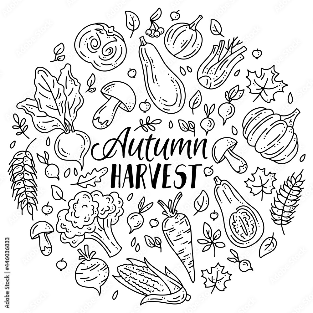 Circular vector set of vegetables and mushrooms for the autumn harvest. Linear plants in doodle sketch style. Pumpkins, mushrooms and broccoli.