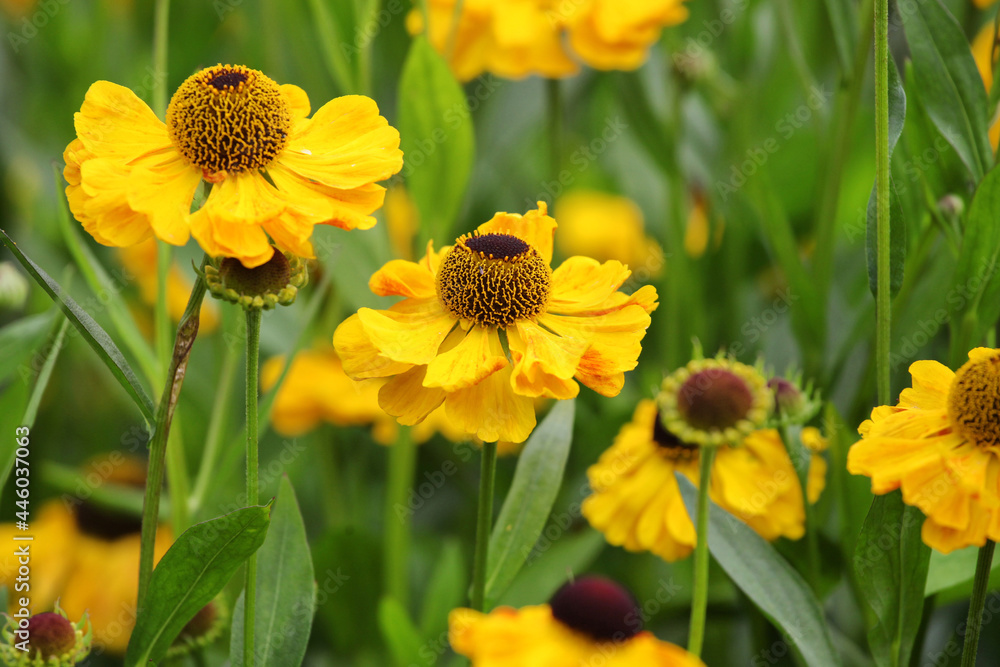 Fototapeta premium Yellow helenium sneezeweed 'wesergold' in flower