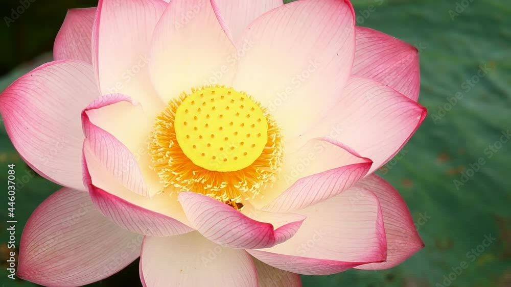 Pink lotus in pond , outdoor Chiangmai Thailand Pink lotus in pond , outdoor Chiangmai Thailand