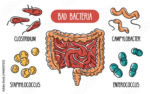 Vector infographics of the human gut microbiota. Bad bacteria of the intestines and digestive tract. Clostridium and enterococcus. Microorganisms in the colon. photo