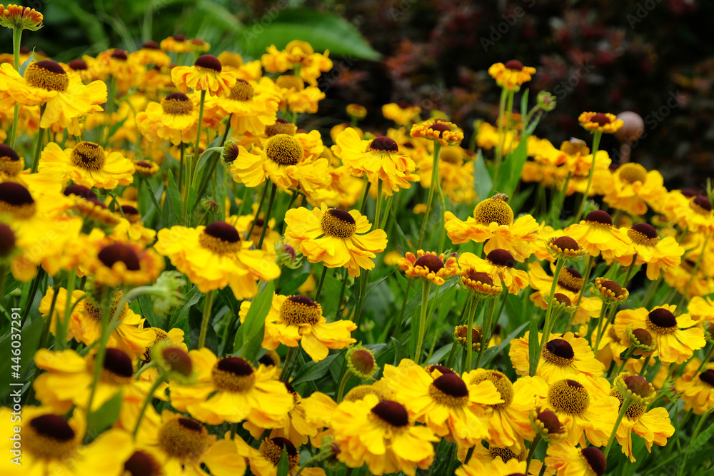 Yellow helenium sneezeweed 'wesergold' in flower Yellow helenium sneezeweed 'wesergold' in flower