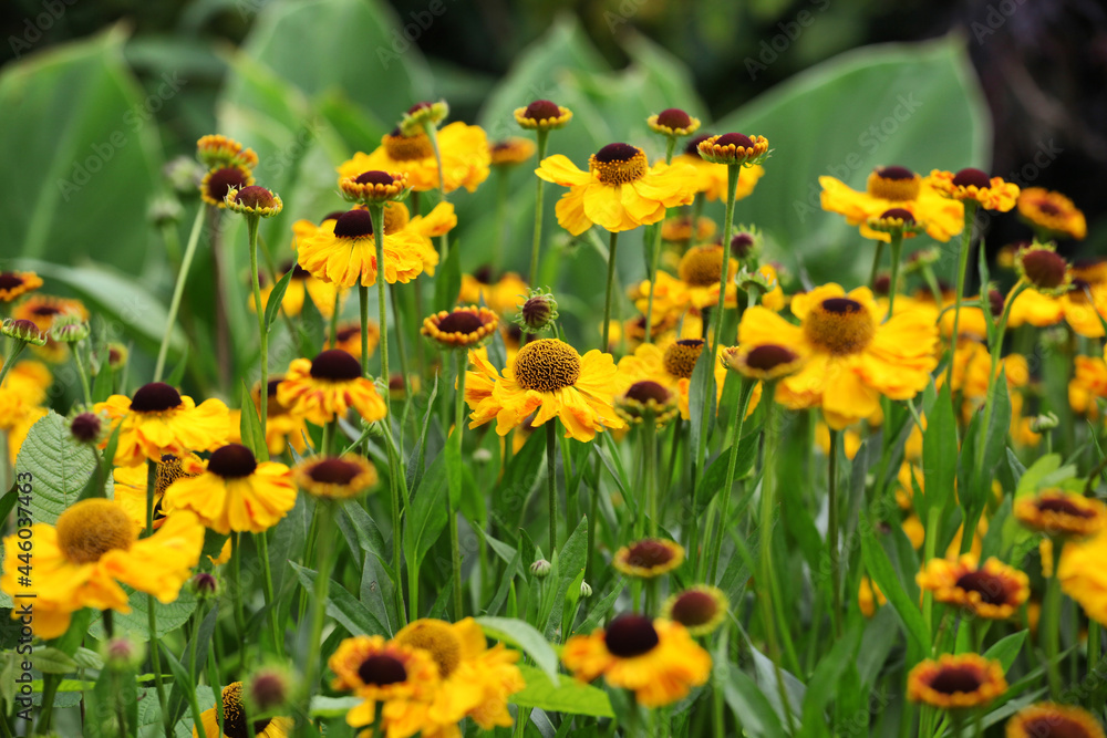 Fototapeta premium Yellow helenium sneezeweed 'wesergold' in flower
