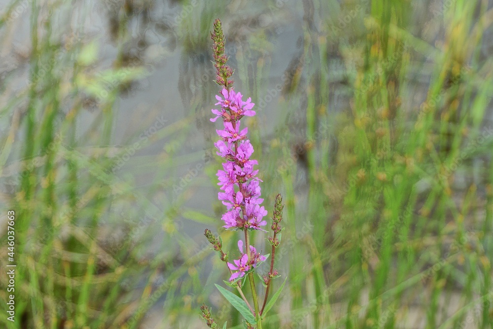 Obraz premium long wild pink flower among green grass in nature