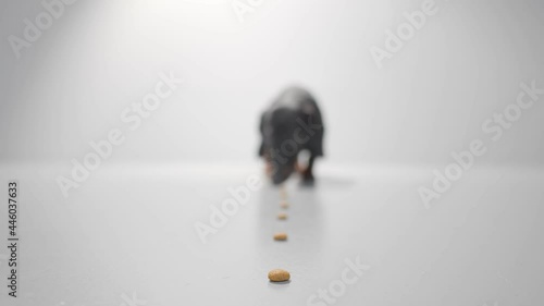 Black dachshund young dog is eating snacks from the floor and go from blurry background to the sharp close-up. Studio white background high quality video.