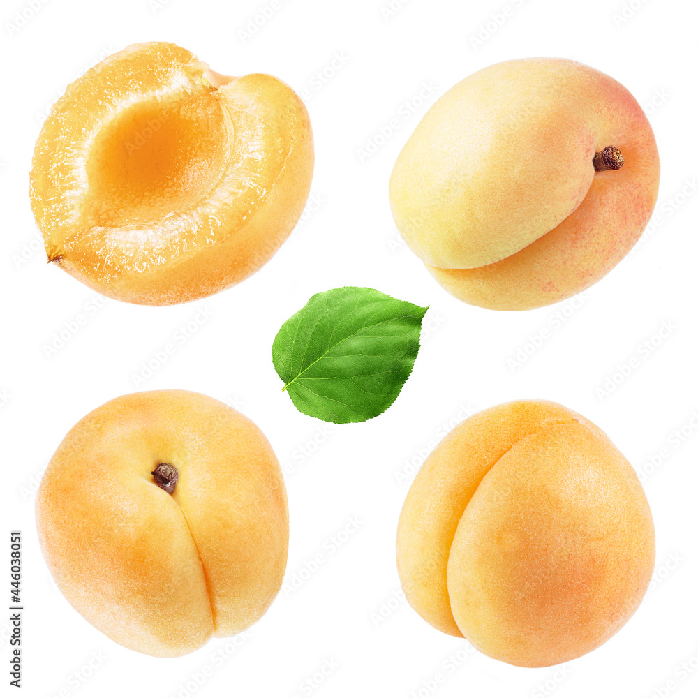 apricot. ripe and aromatic, organic apricot. material for designers. all parts of the apricot