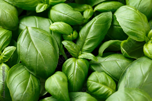 Fresh Basil leaves, herbs. Ocimum basilicum, background.