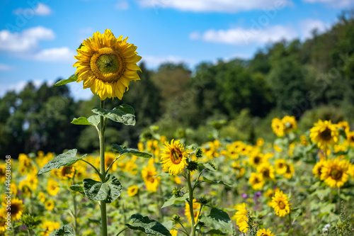 A single sunflower is topping the others in a sunflower field on a sunny summer day