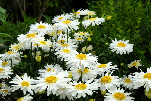 Leucanthemum superbum shasta daisy  'Real Glory' in flower photo