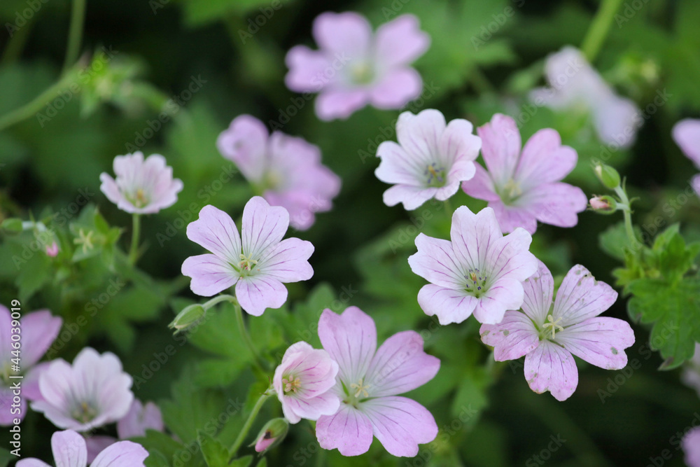 Hardy Geranium 'dreamland in flower Hardy Geranium 'dreamland in flower